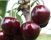 Черешня "Регина"