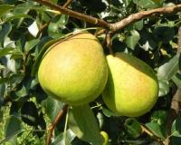 Груша "Кудесница"