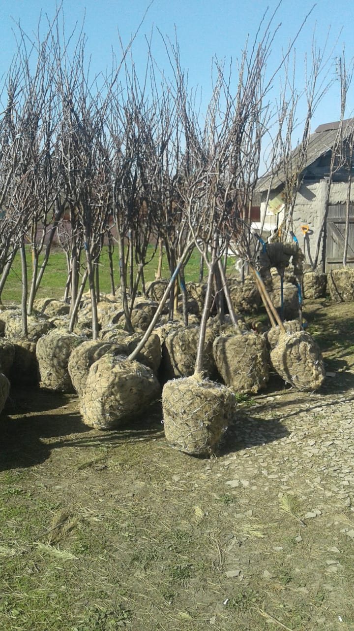 Фото посадки