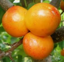 Плумкот "Валентин" (гибрид сливы и абрикоса)