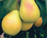 Груша "Чижовская"