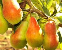 Груша "Чудесница"