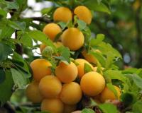 Слива "Абрикосовая"