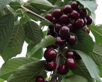 Черешня "Валерий Чкалов"