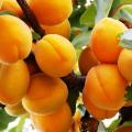 Среднерослые сорта абрикоса