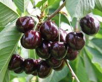Черешня "Ипуть"