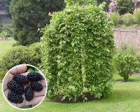 Шелковица Плакучая "Черная Баронесса" (на штамбе)