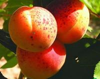 Абрикос "Знаходка"