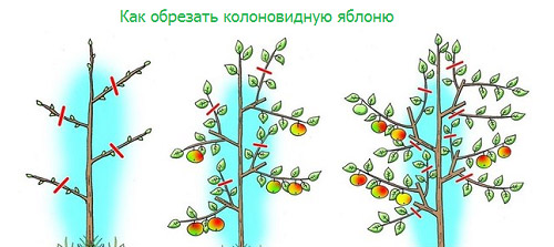 kolonovidnaya-yablonya5.jpg