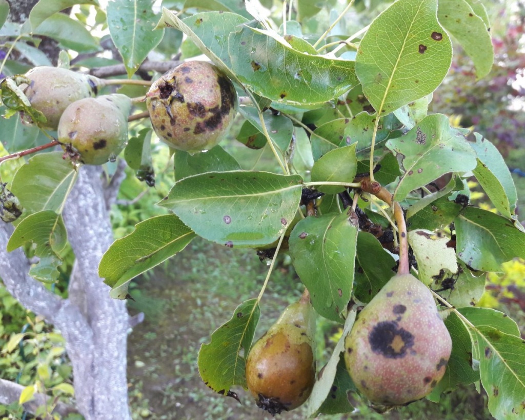 груша парша.jpg