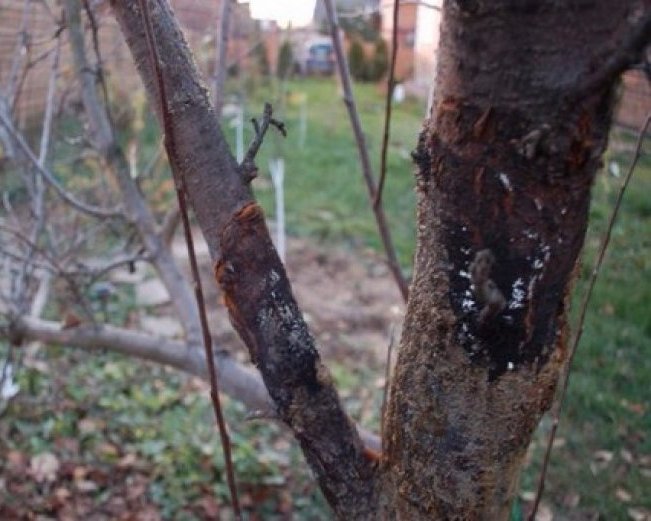 черный рак груши.jpg