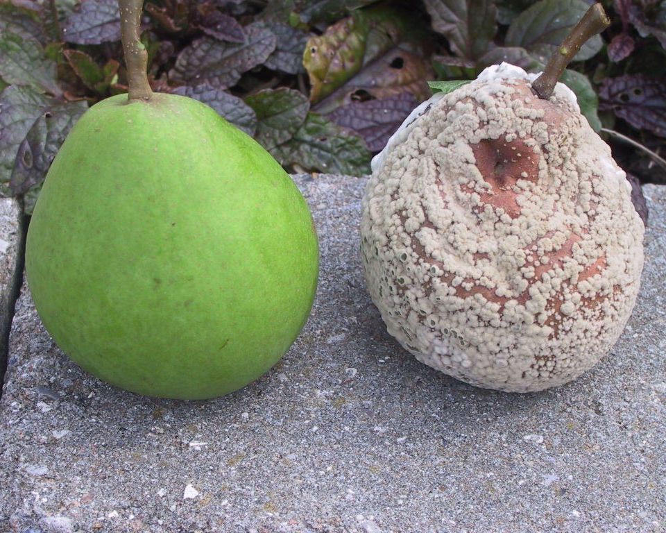 плодовая гниль.jpg