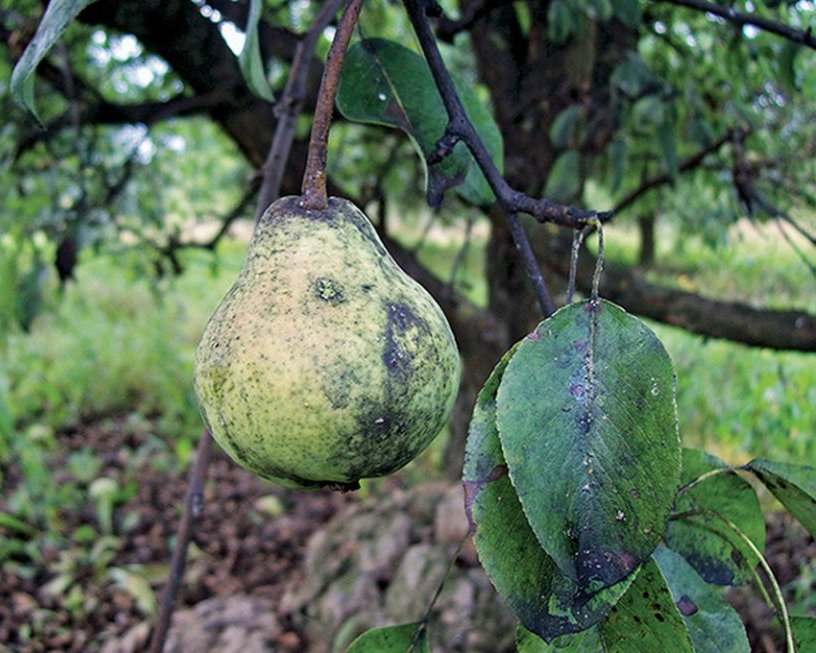 сажистый грибок.jpg