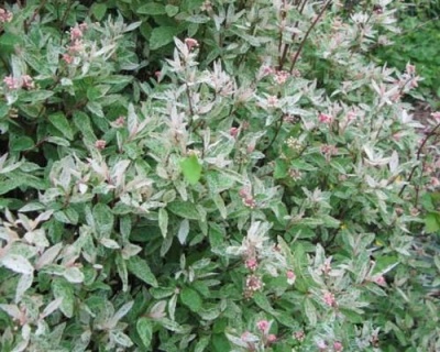 Спирея вангутта "Пинк айс"