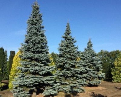 Ель колючая "Костер"