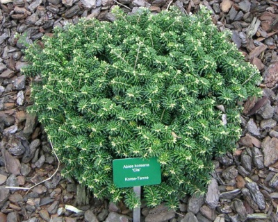 Пихта корейская "Цис"