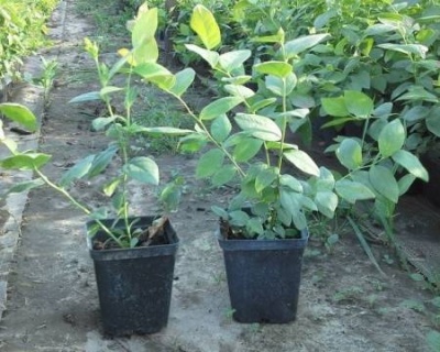 Голубика "Спартан (Spartan)"