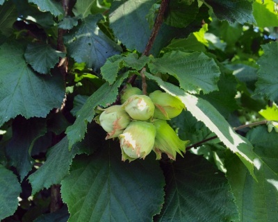 Фундук "Северный"