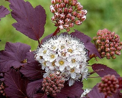 Пузыреплодник "Андре" (Andre)