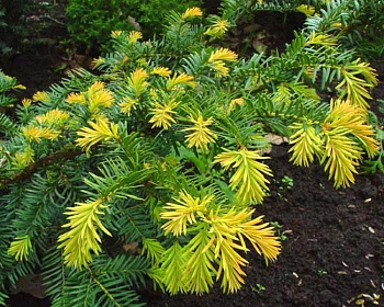 Тис ягодный "Саммерголд"