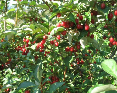 Гуми "Монерон"