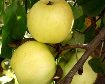 Яблоня колоновидная "Медок"