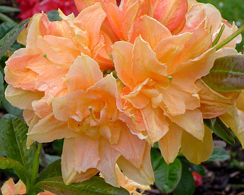 Азалия крупноцветковая "Чардаш"