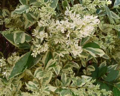 Бирючина овальнолистная "Вариегатум"