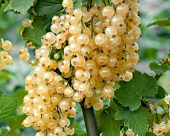 Смородина белая "Ютерборгская"