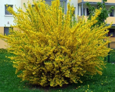 Форзиция промежуточная «Голдзаубер»