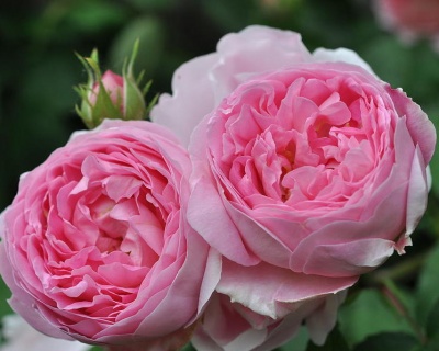 Пионовидная Роза «Констанс Спрай»