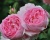 Пионовидная Роза «Констанс Спрай»