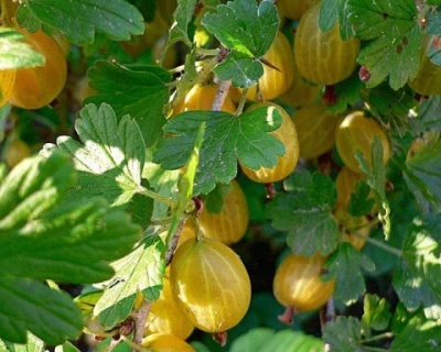 Крыжовник "Яровой"