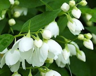 Чубушник "Воздушный десант"