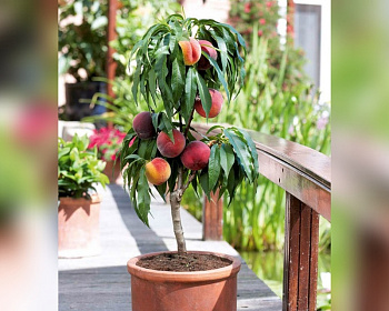 Персик колоновидный "Тотем Садовода"