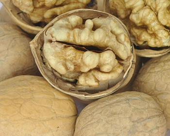 Грецкий орех "Чандлер"