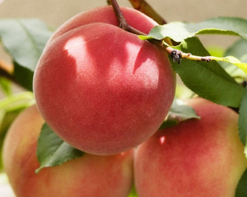 Персик "Киевский ранний"