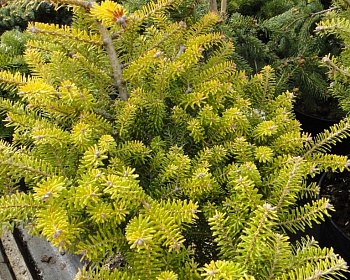 Пихта корейская "Ауреа"