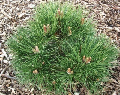 Сосна черная "Нана"