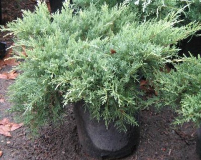 Можжевельник средний "Пфитцериана Глаука"