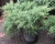 Можжевельник средний "Пфитцериана Глаука"