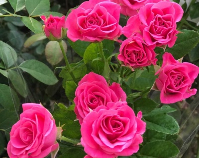 Спрей-роза «Лавли Лидия» 