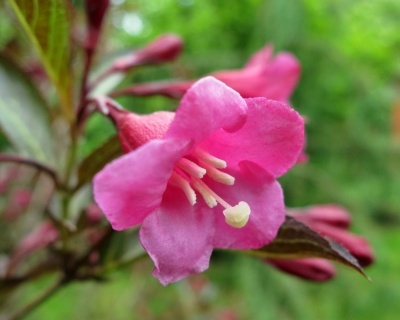 Вейгела цветущая "Nana Purpurea"