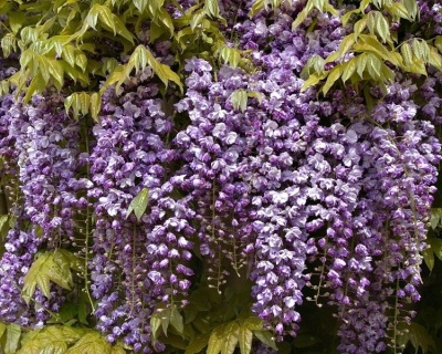 Глициния обильноцветущая "Виолацеа Плена"