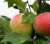 Яблоня “Мантет"