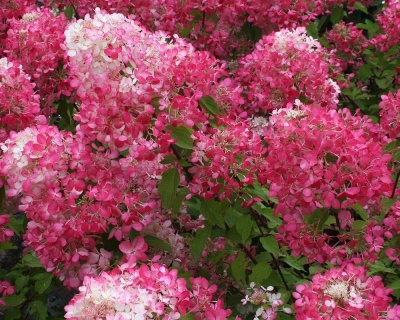 Гортензия метельчатая "Пинк Даймонд" (Pink Diamond)