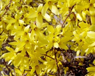 Форзиция гибридная "Малух"