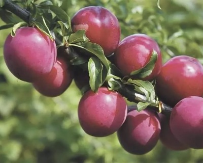 СВГ "Бета" (сливово-вишневый гибрид)