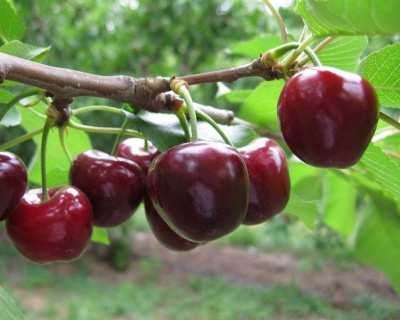 Вишня "Морозовка"