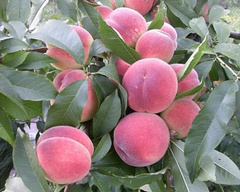 Персик "Новоселковский"